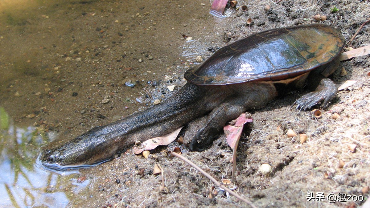 世界上最贵乌龟和最便宜的乌龟,盘点世界上最贵的十大乌龟