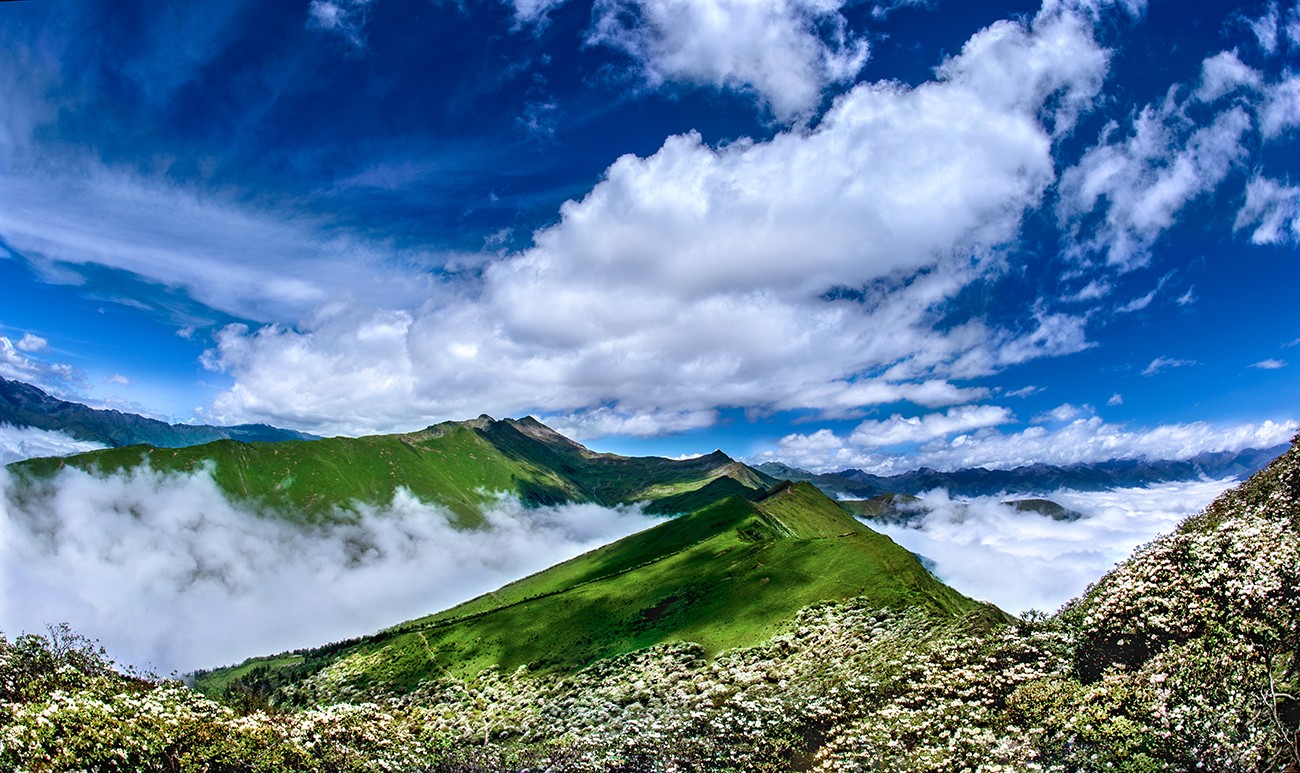 宝兴高山杜鹃,大别山杜鹃科普园