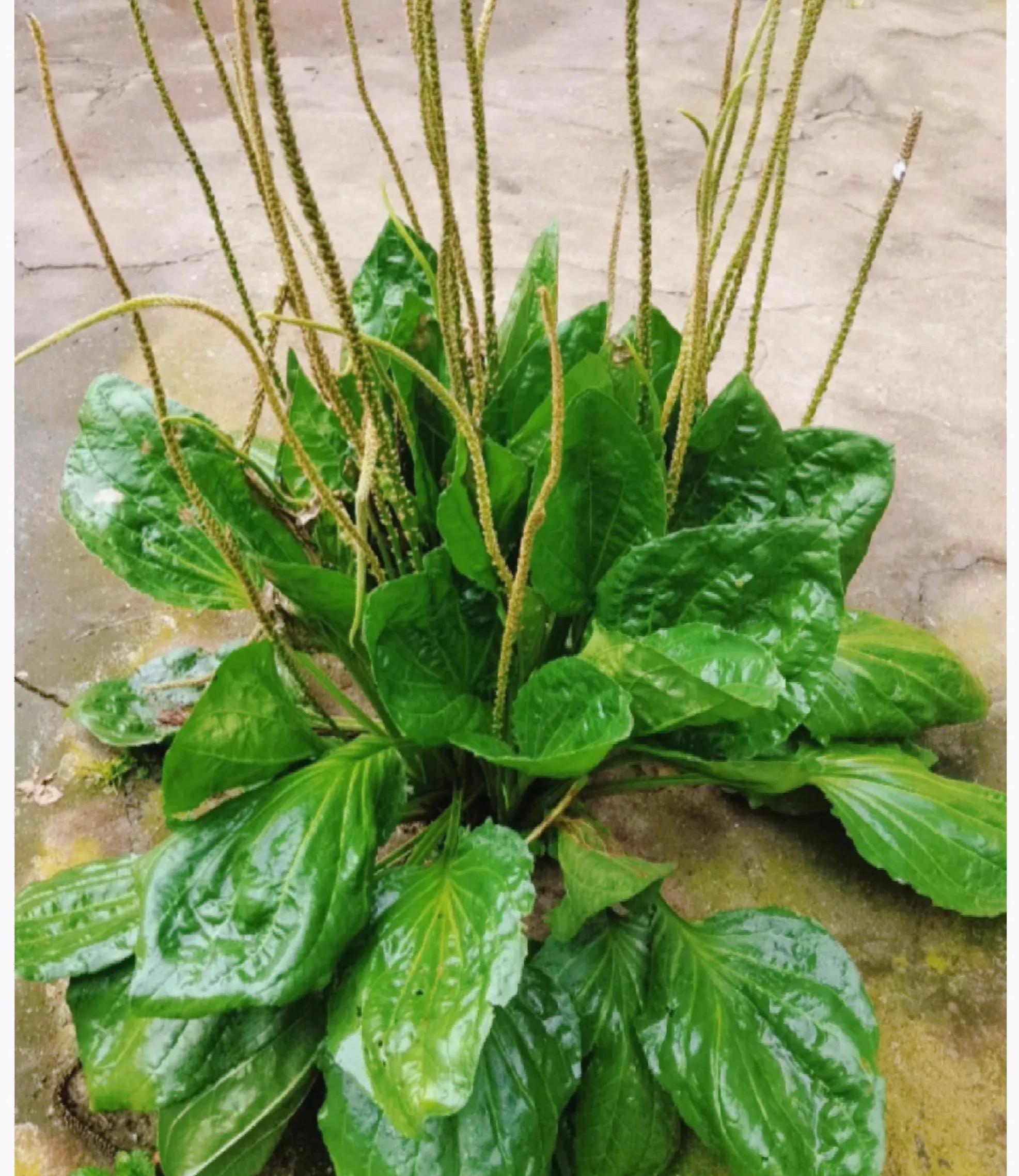 农村常见的顽固藤条植物,农村常见的止血植物图片