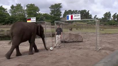 大熊猫成功预测世界杯,世界杯熊猫预测