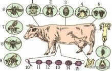 巴西布兰格斯牛和内洛尔牛中,探索双叉巴贝虫和蜱虫的季节性波动