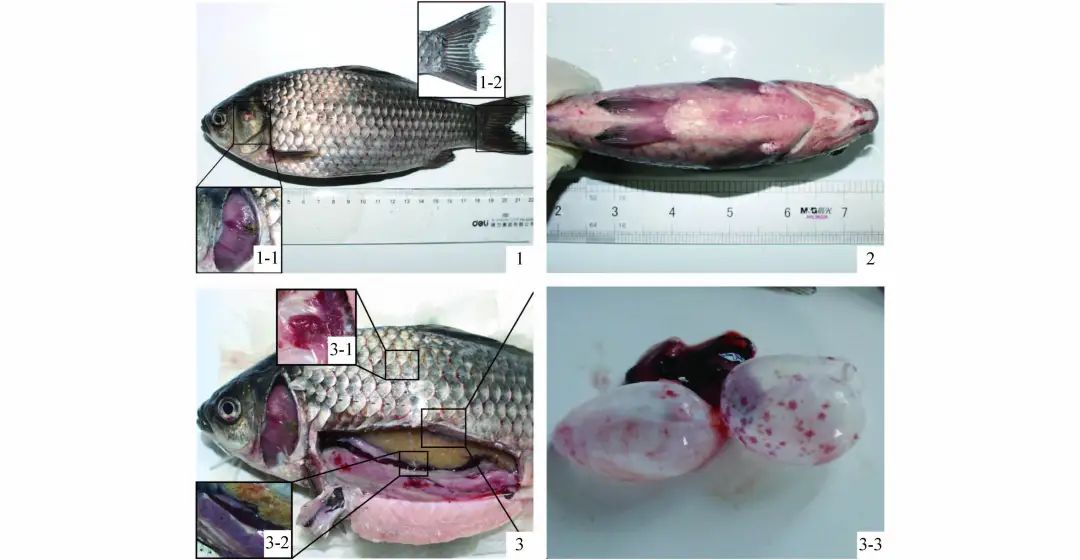 水产养殖疱疹病毒怎么治疗,水产养殖疱疹病毒