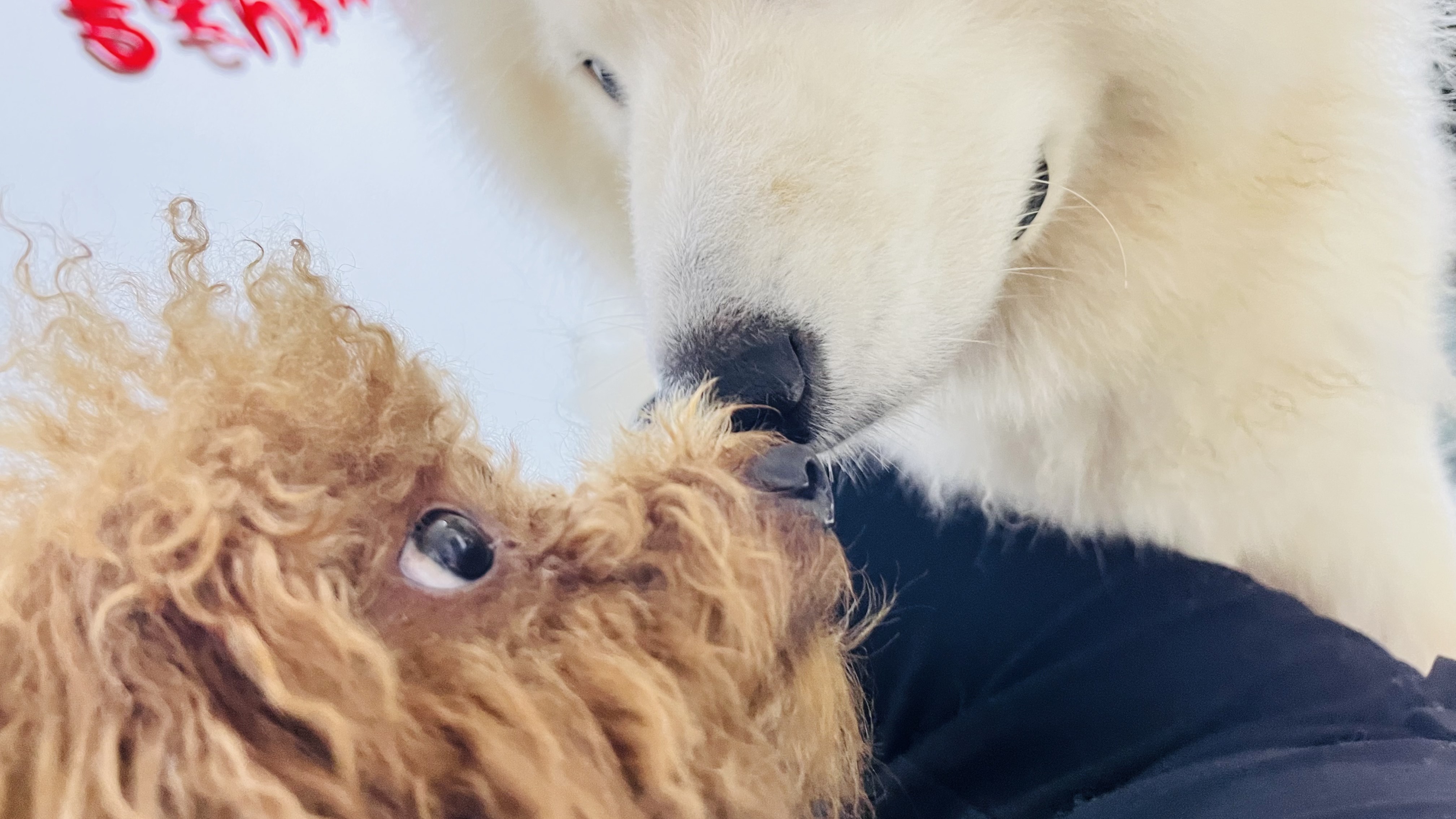 我家狗狗被我欺负的视频,两岁萨摩耶被遗弃二十斤