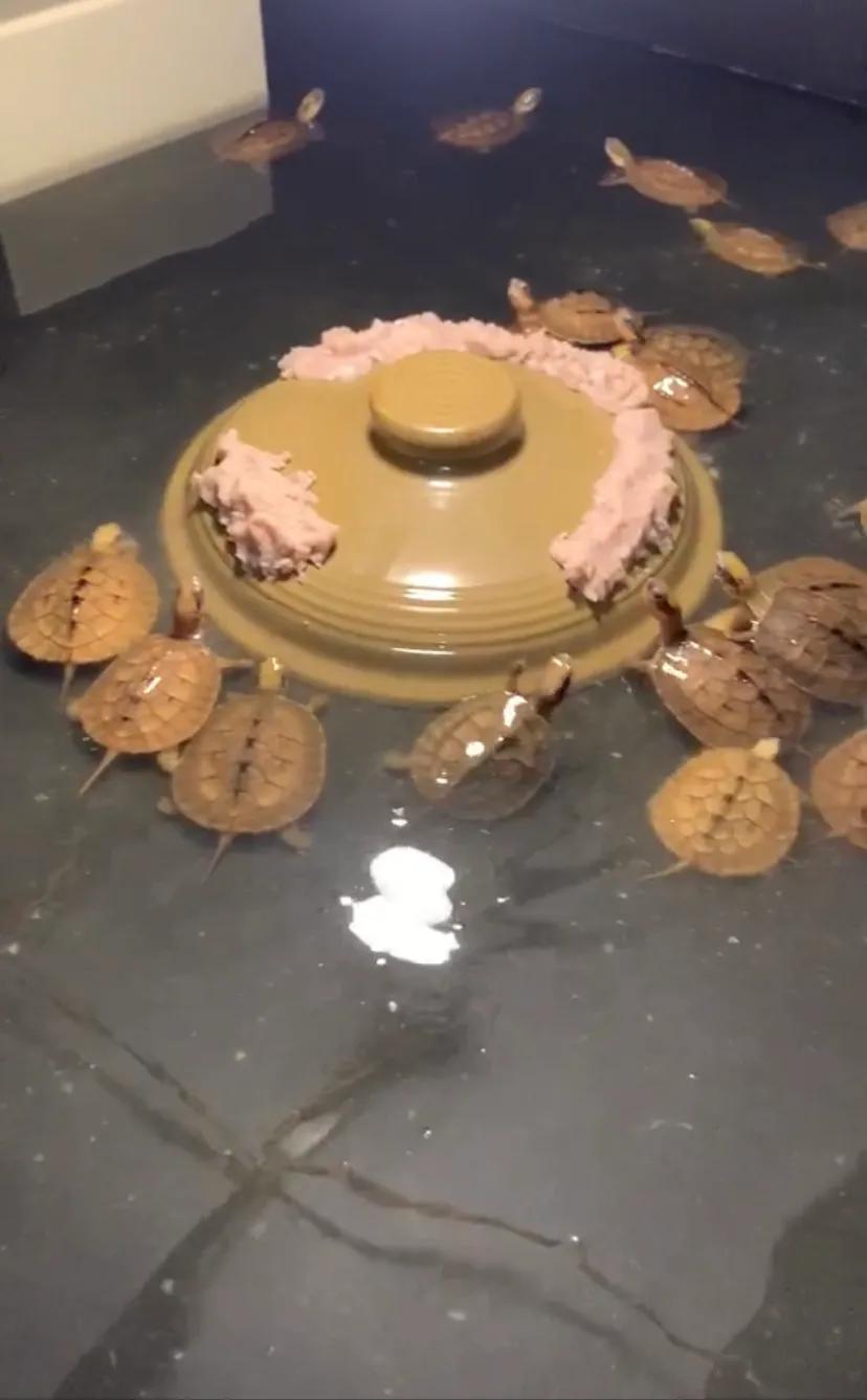 金钱龟养殖什么地方最好,家庭金钱龟的养殖注意事项