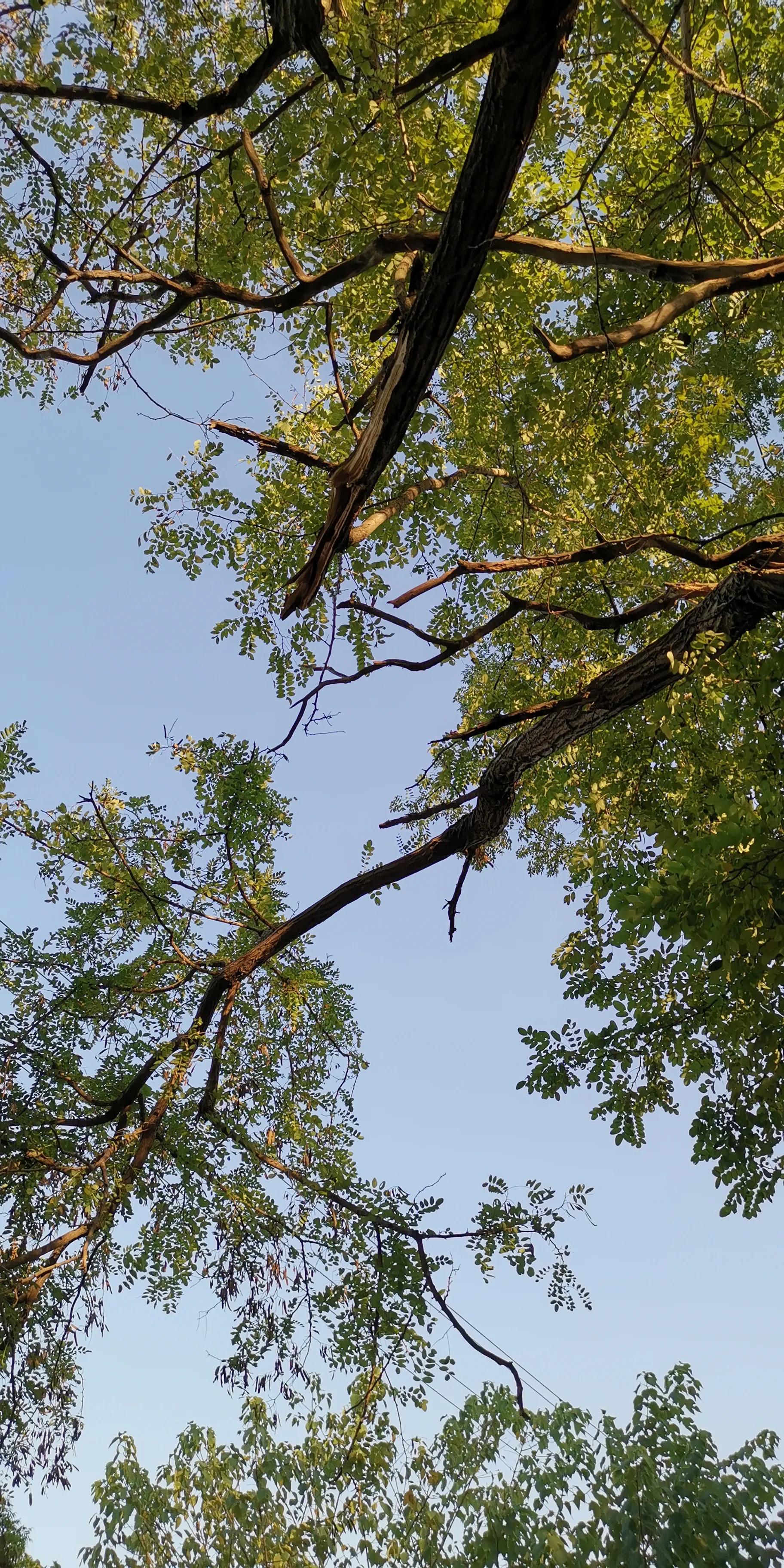 越战之超级巨蟒传说