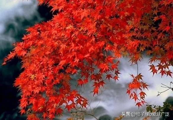 何为真正的读书人,什么是读书人的使命