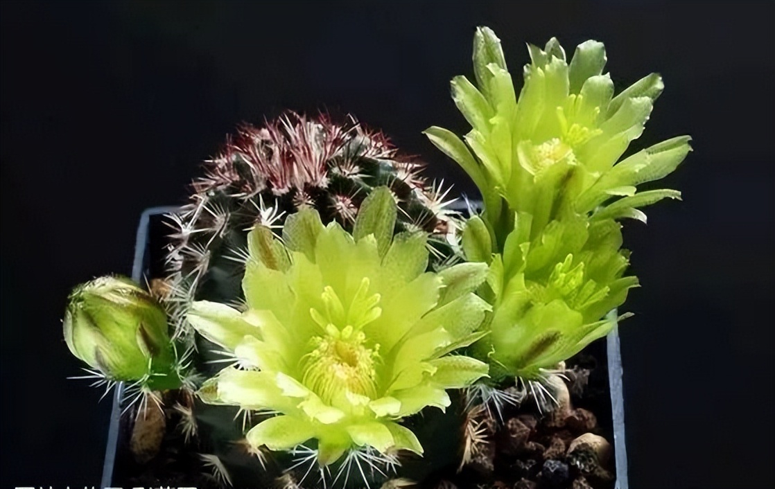 200种·仙人球开花图鉴，大开眼界，美到爆