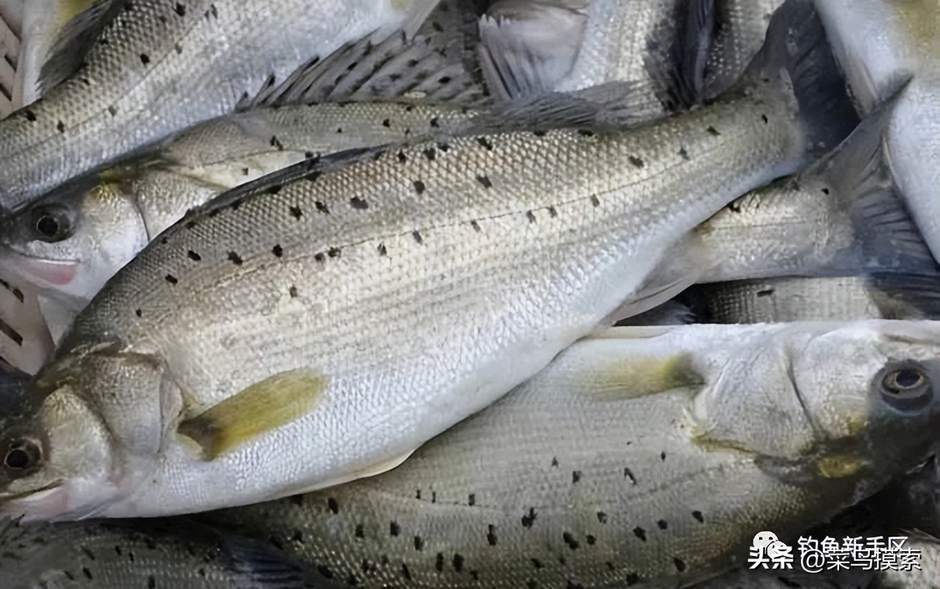 养殖塘里的鲈鱼怎么钓,手竿钓鲈鱼十句口诀