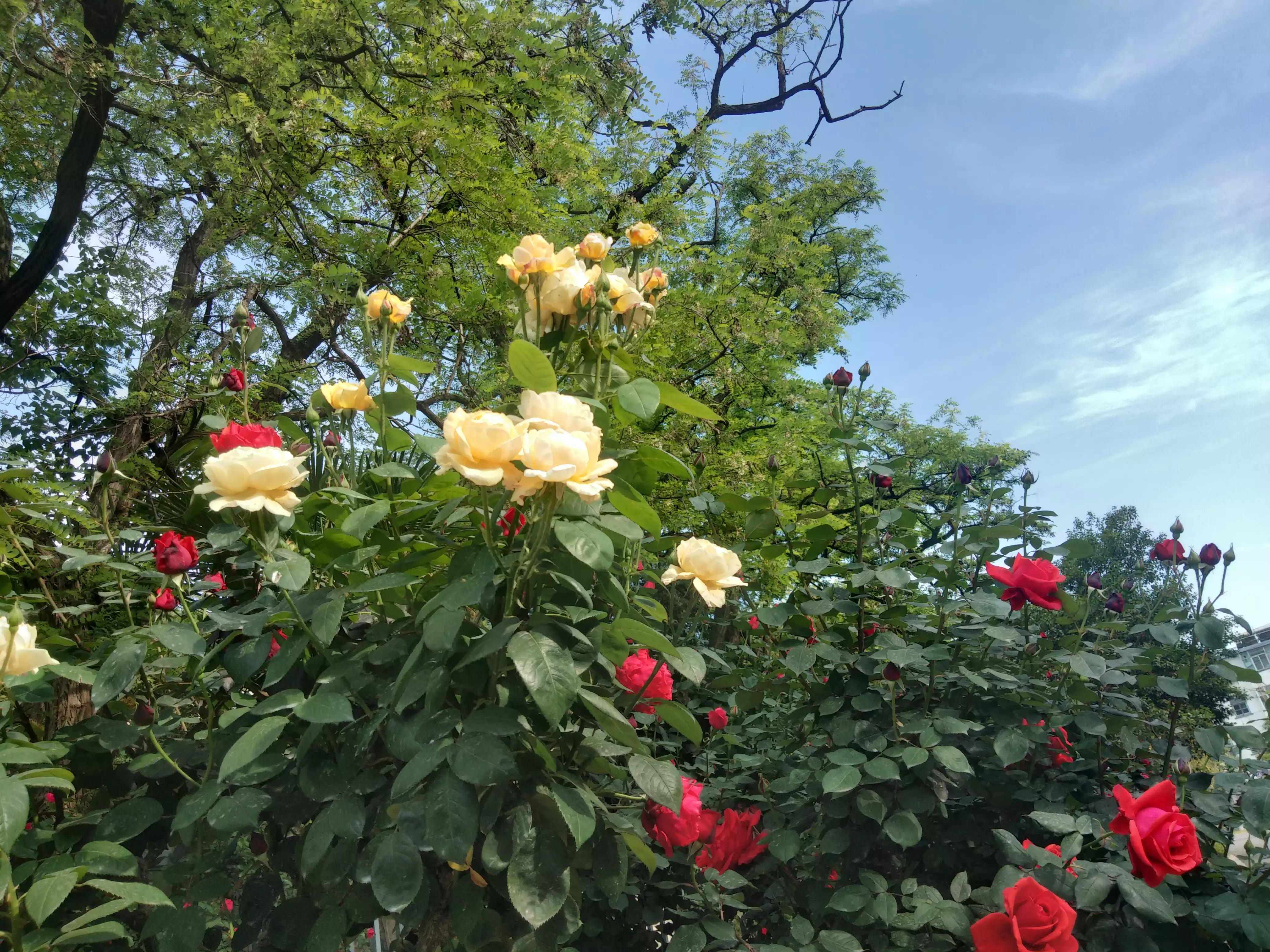 赠人玫瑰手有余香的英语,赠人玫瑰手有余香作文