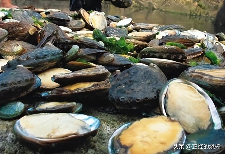 鲍鱼分布在哪里,鲍鱼由哪些部分组成的