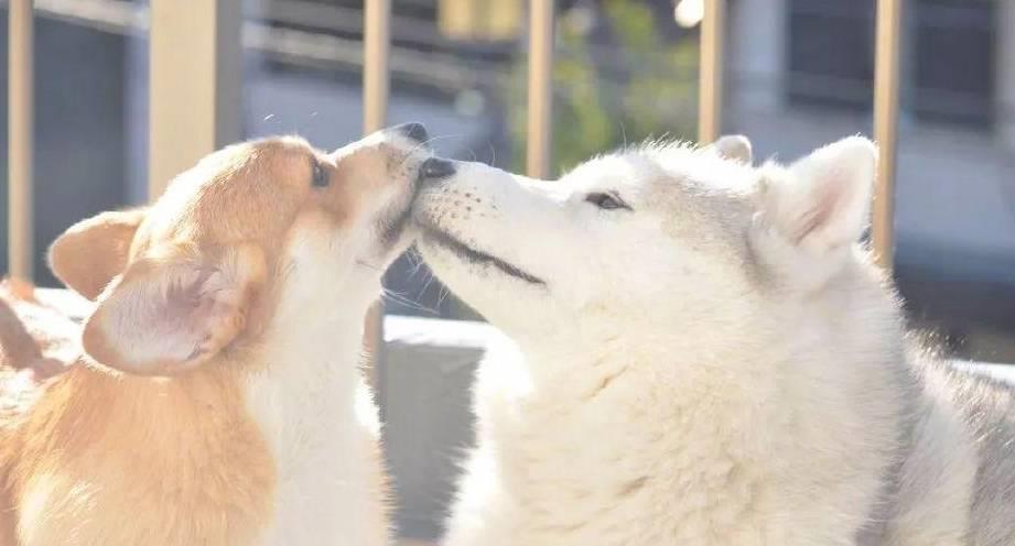 原来狗交配后会流血?这是正常的吗?