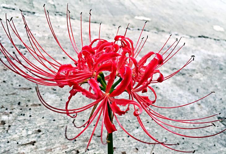 彼岸花怎么养才正确,彼岸花栽培技巧