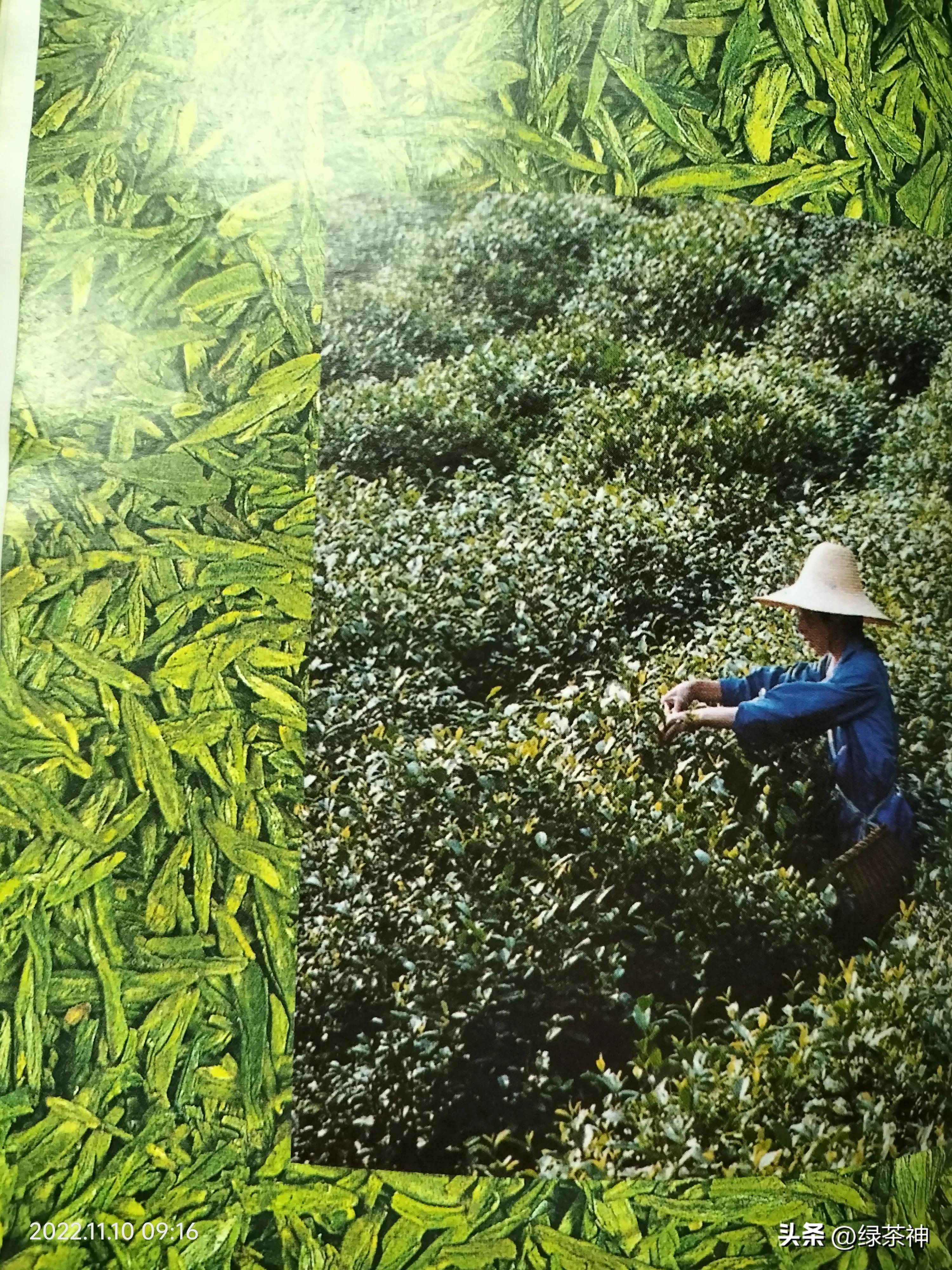 西湖龙井茶叶官方旗舰店直播,西湖龙井茶