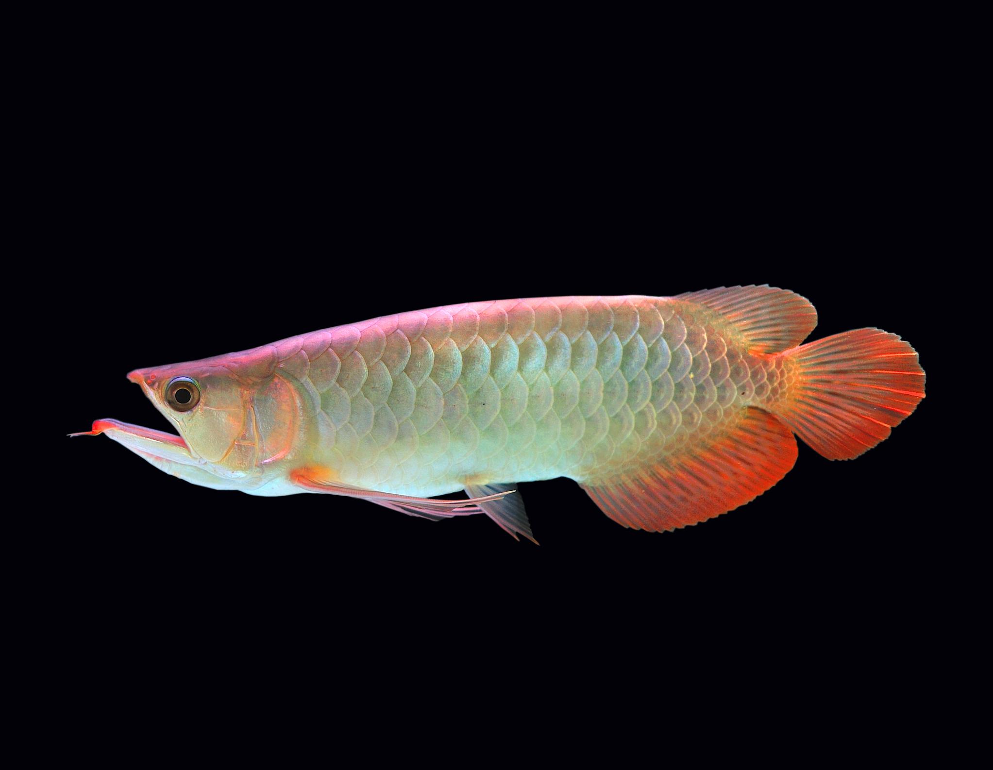 龙鱼的起源和由来,龙鱼来历