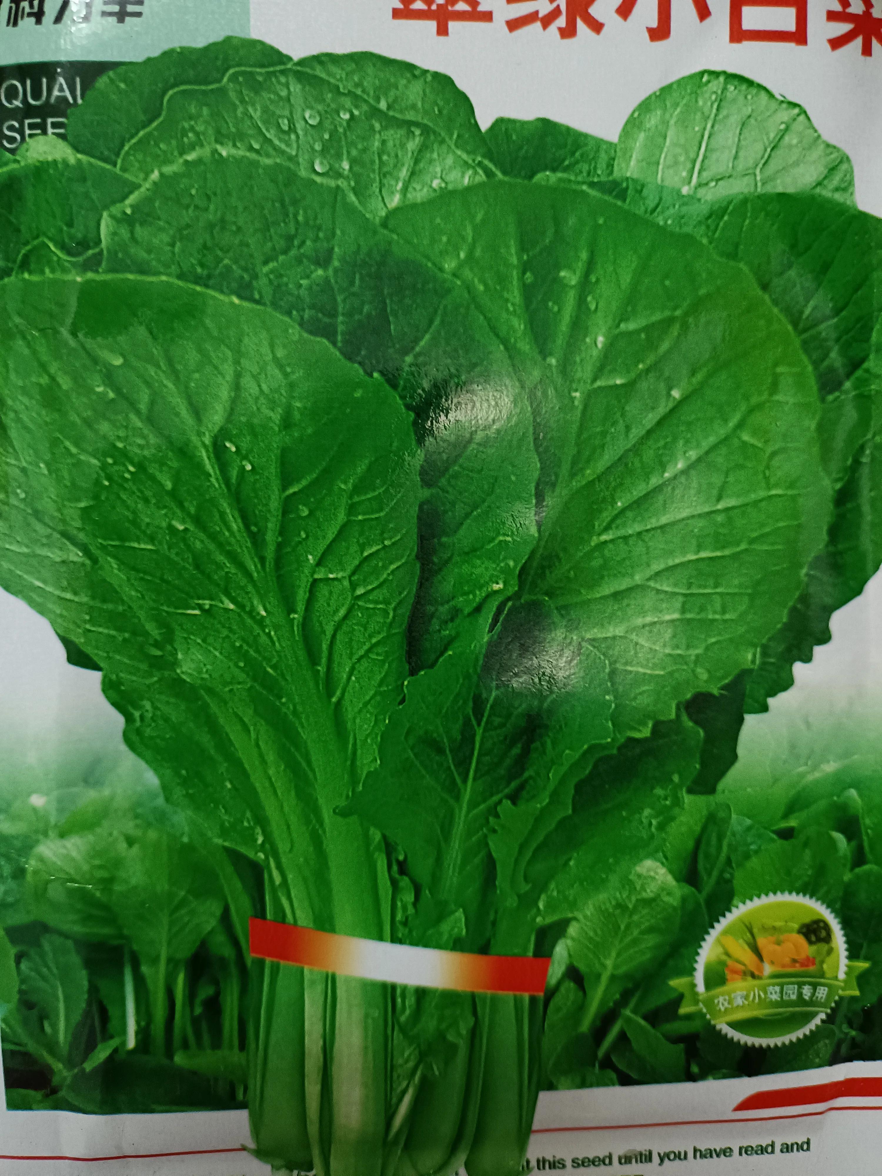 菜地菜种子怎么种,买的蔬菜种子第二年如何留种