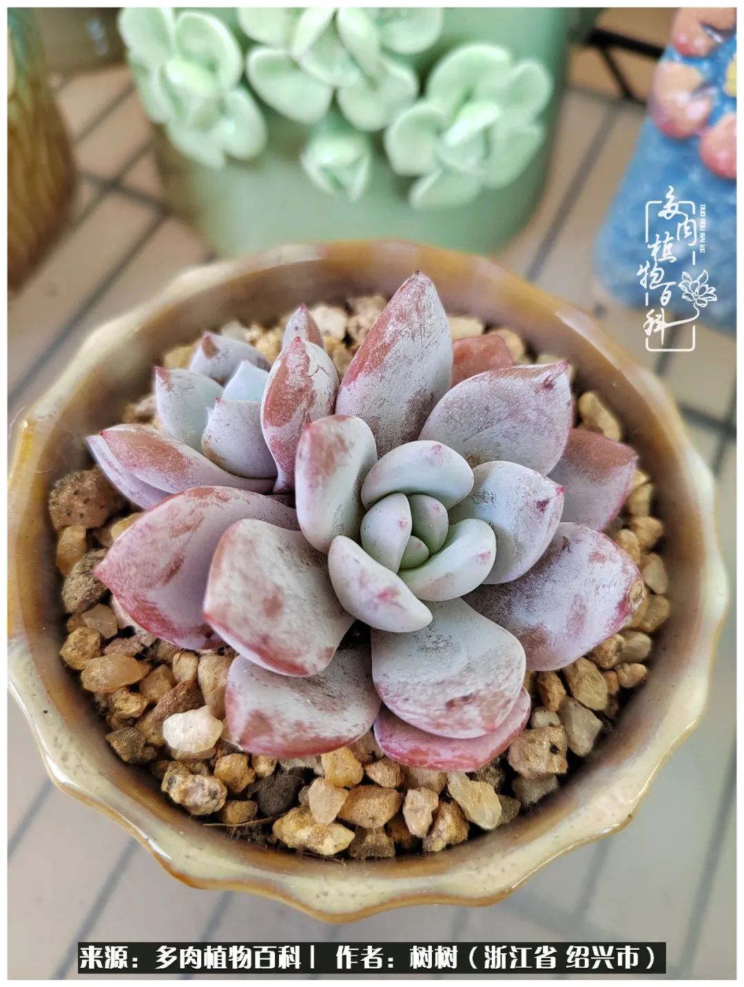 又临寒冬，暖阳下携手肉肉赏姹紫嫣红！