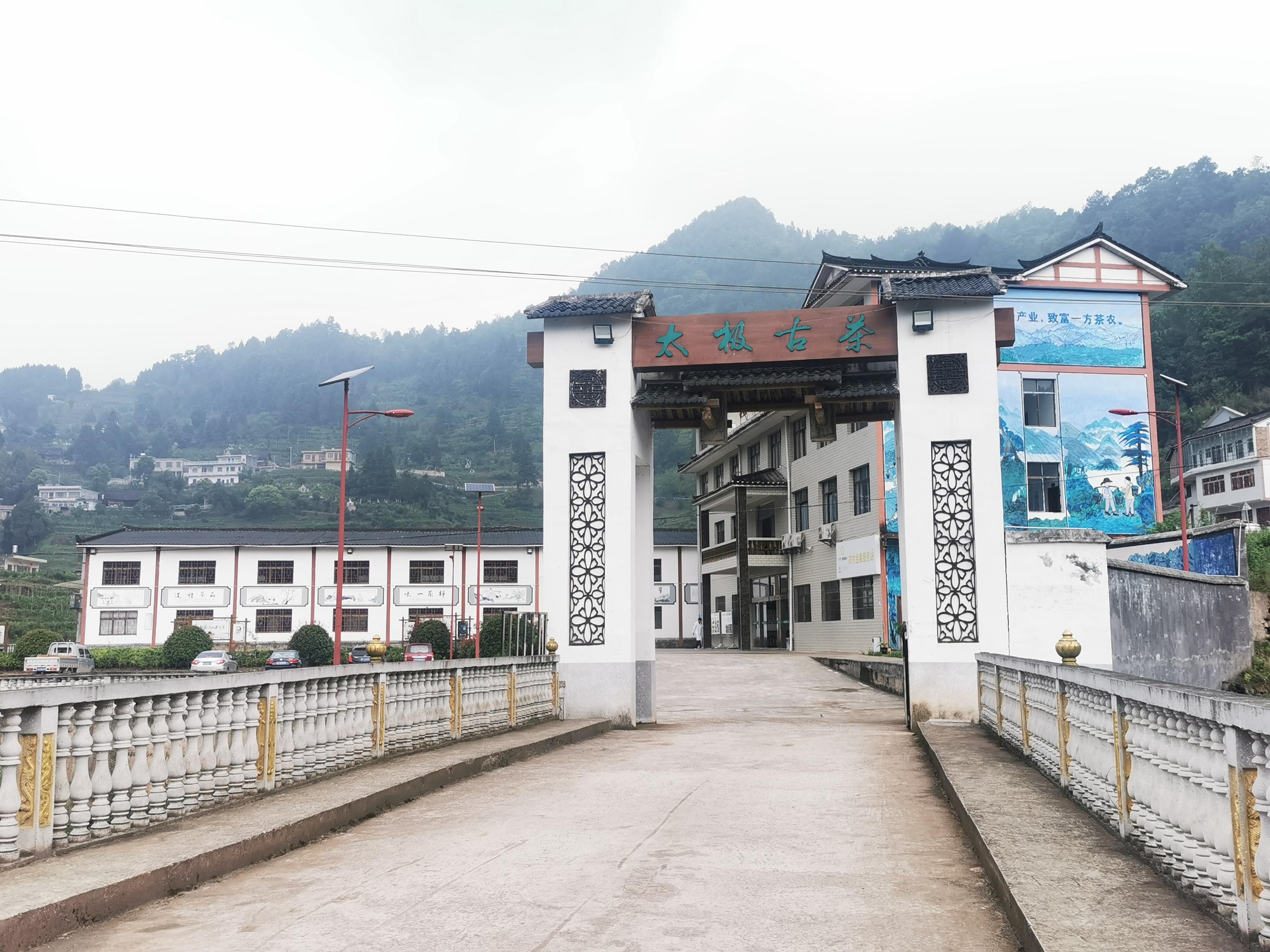 贵州太极古树红茶,七星太极古树红茶