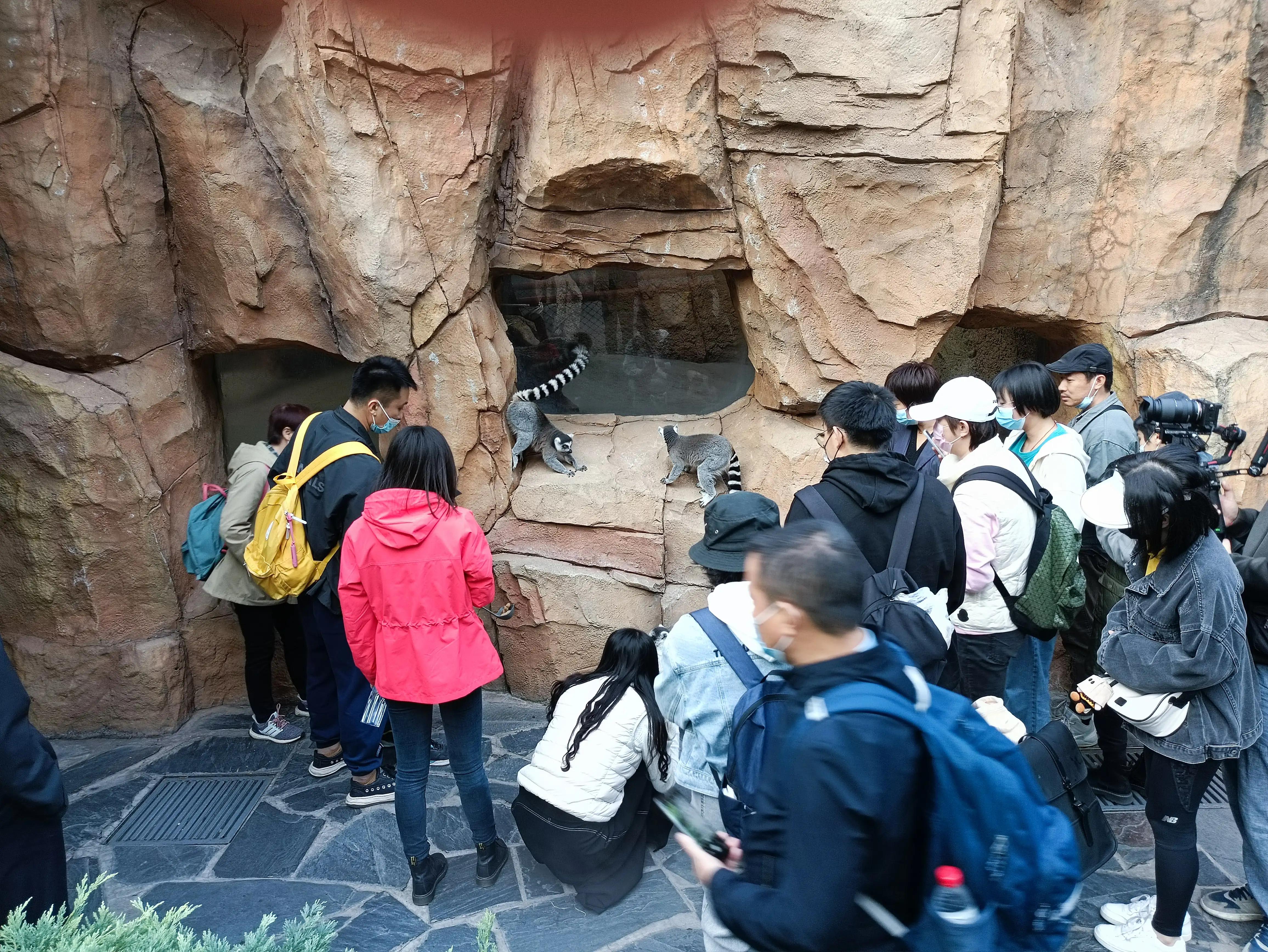 北京动物园和北京野生动物园区别,北京野生动物园狗妈妈和老虎狮子