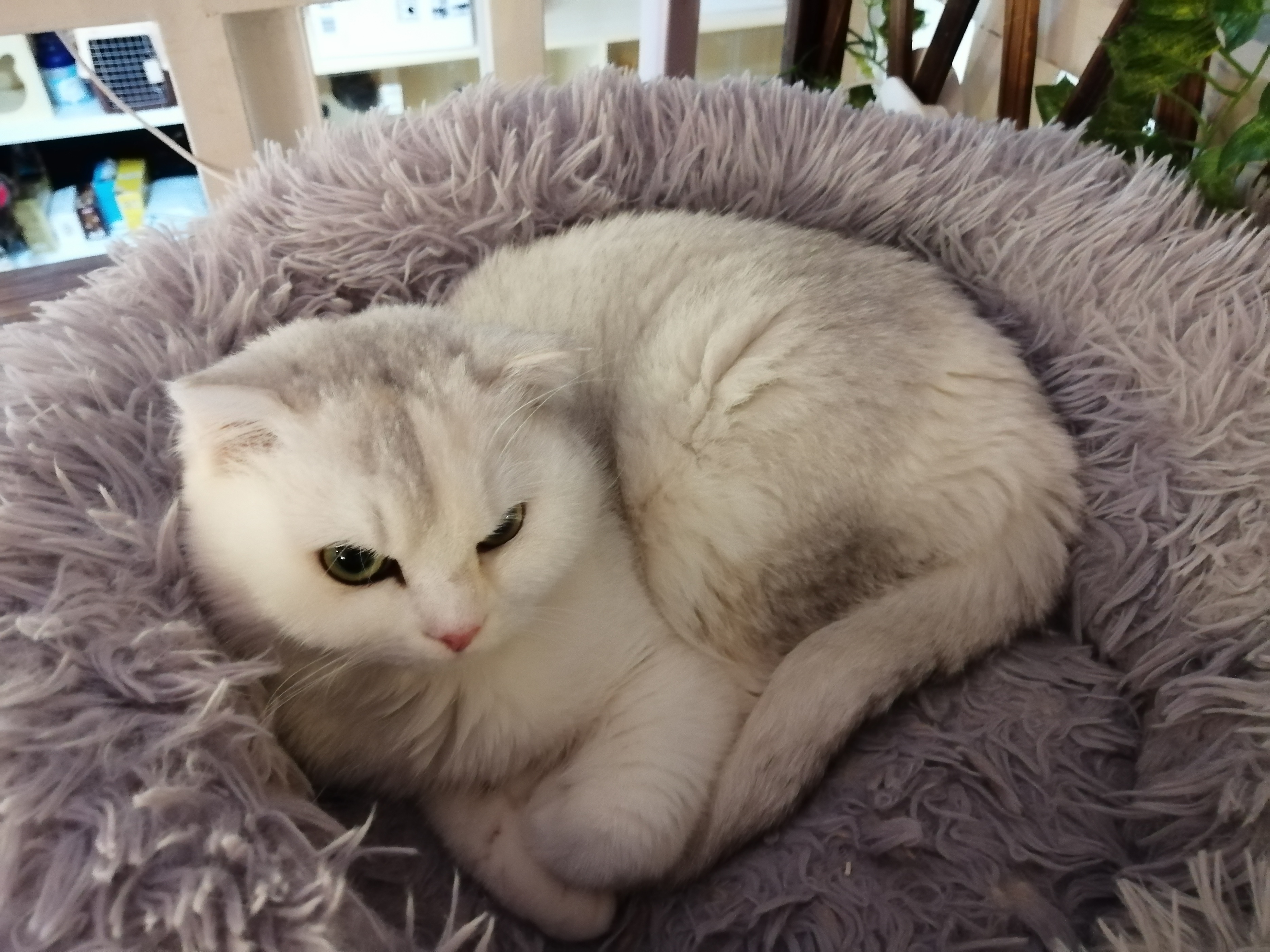 给猫洗澡沐浴露没洗干净会怎样,猫用人用的沐浴露洗澡可以吗