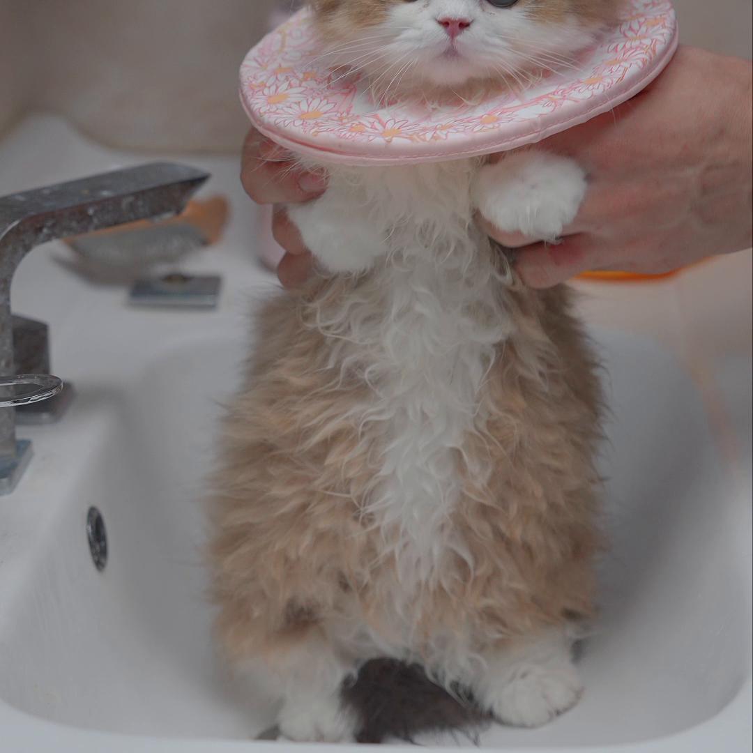 翻新一只大尾巴松鼠猫，他的护肤品比我的还多？！