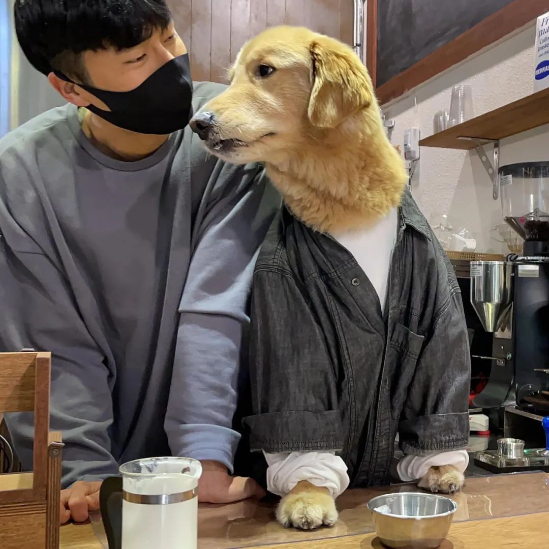 网友去喝咖啡，一进门吓一跳，店员竟然是只大金毛！