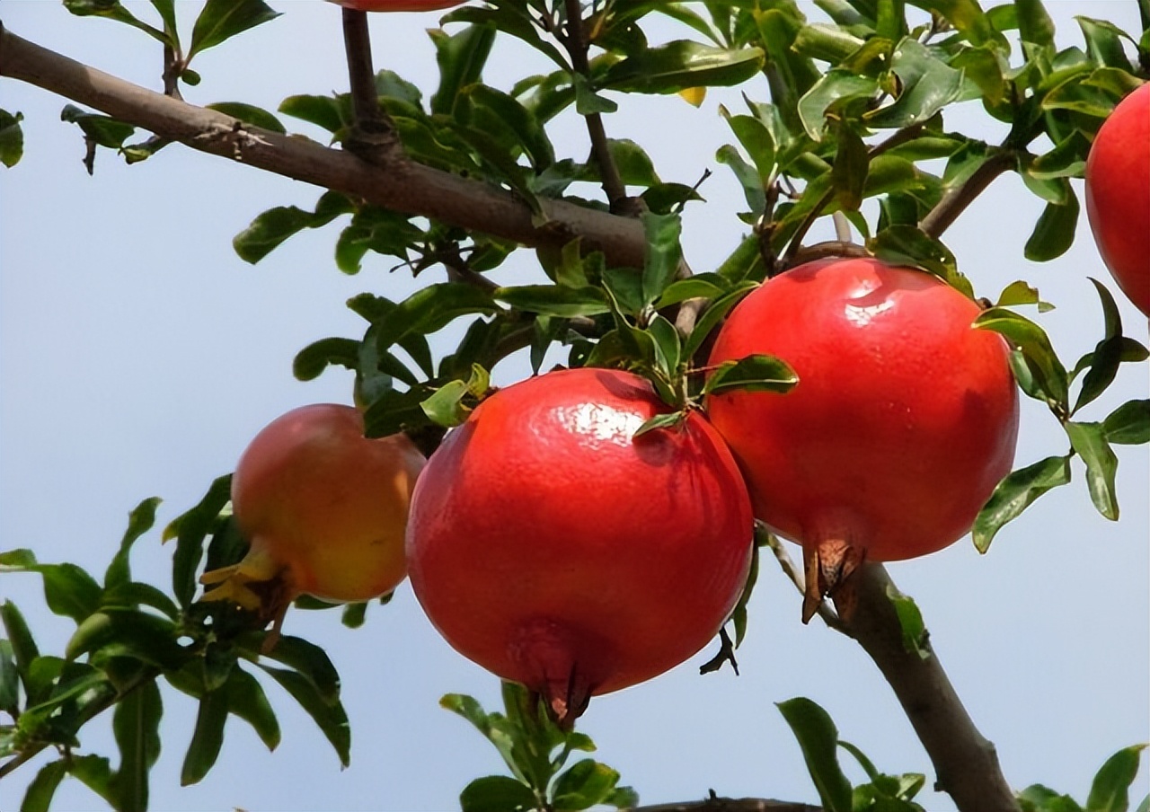 突尼斯软籽石榴树北方可以种植吗,突尼斯软籽石榴树种植技术视频