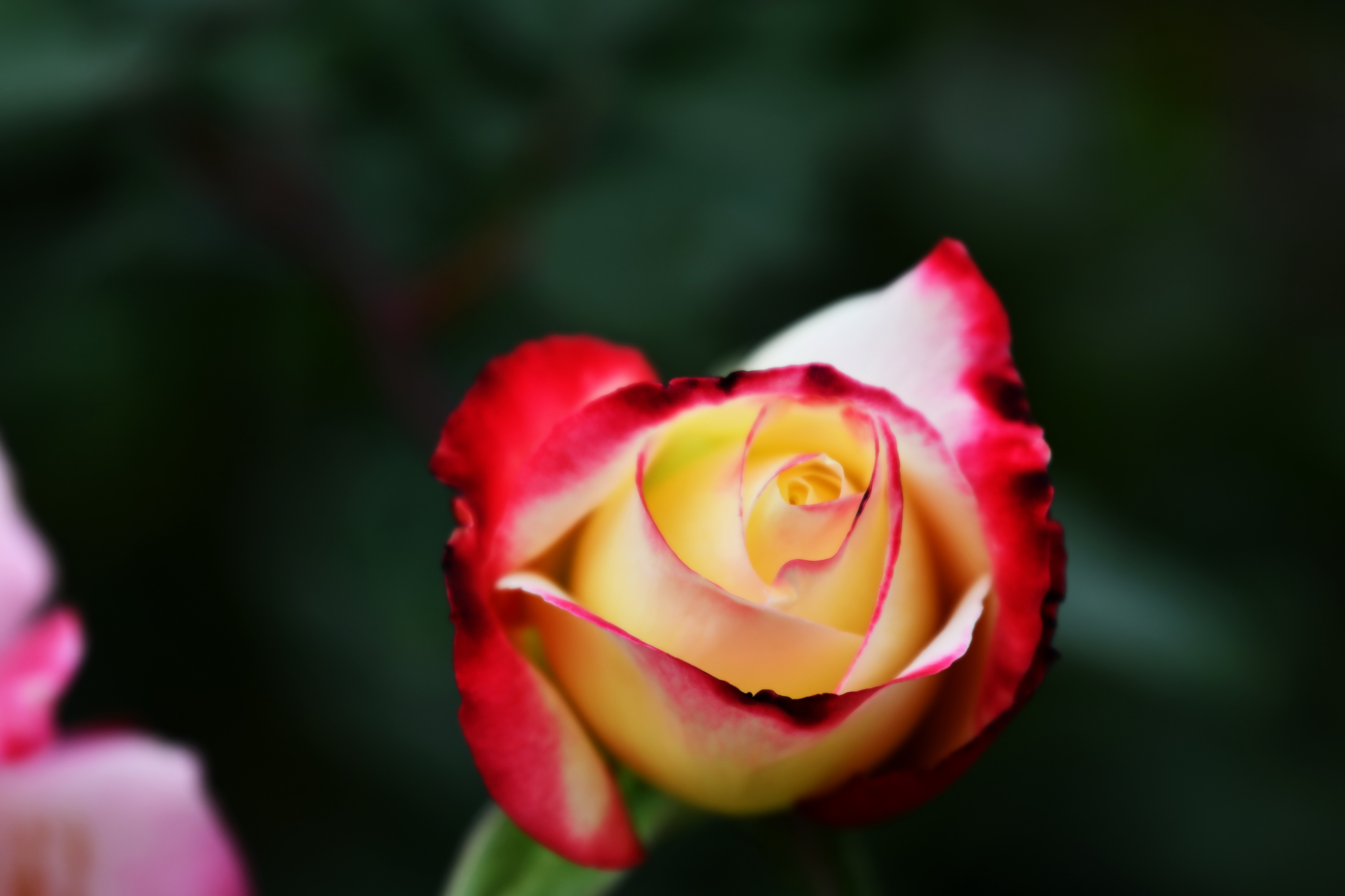 广州市番禺区宝墨园攻略,广州宝墨园景观