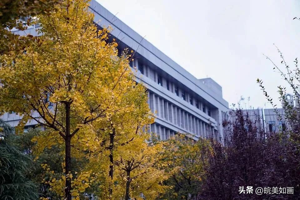 安徽大学好看的风景,高校最美秋景