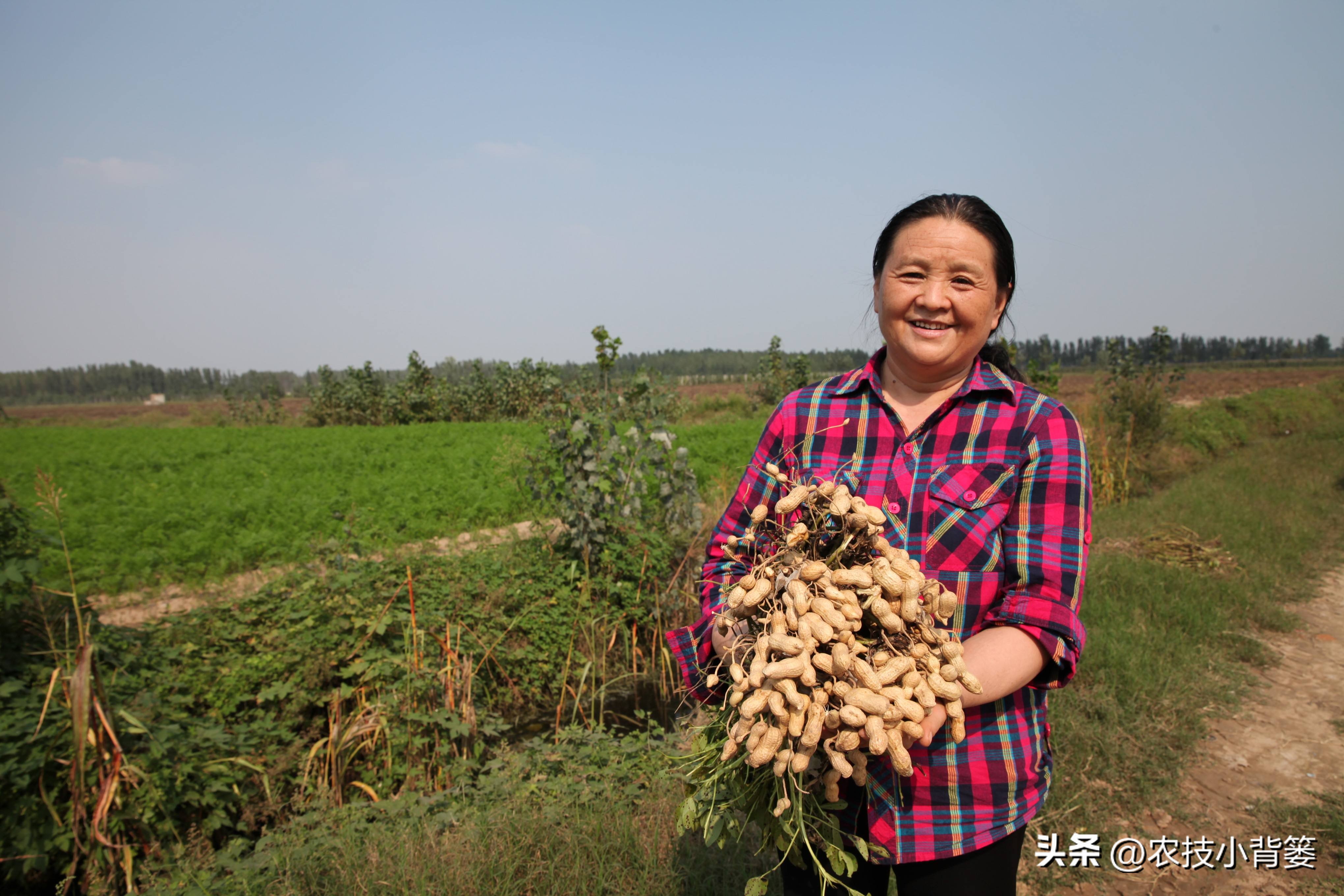 怎样解决花生空壳问题,花生空壳原因及防治方法