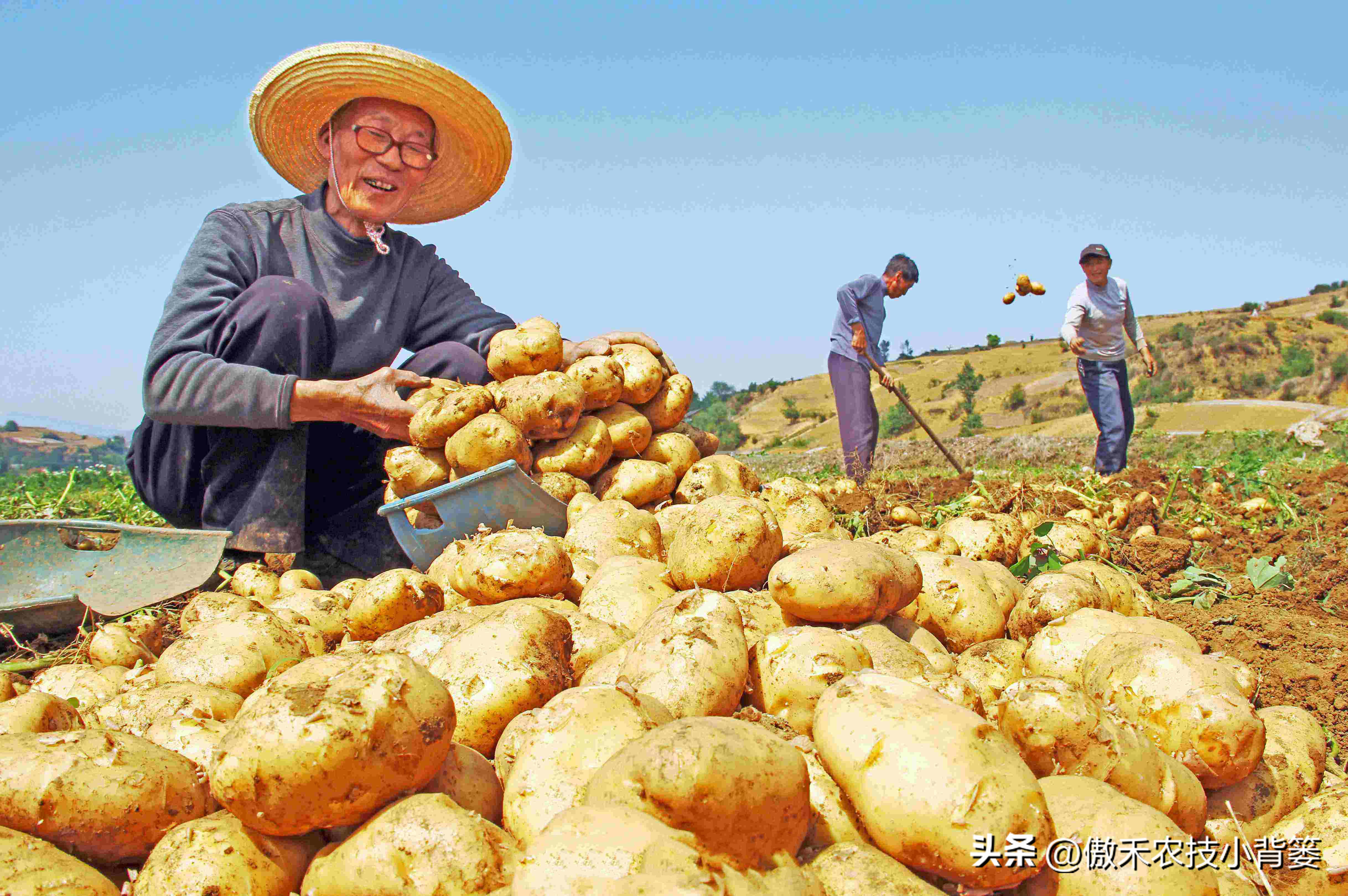 南方土豆种植技术怎么才能高产,想让土豆酥脆可口放什么
