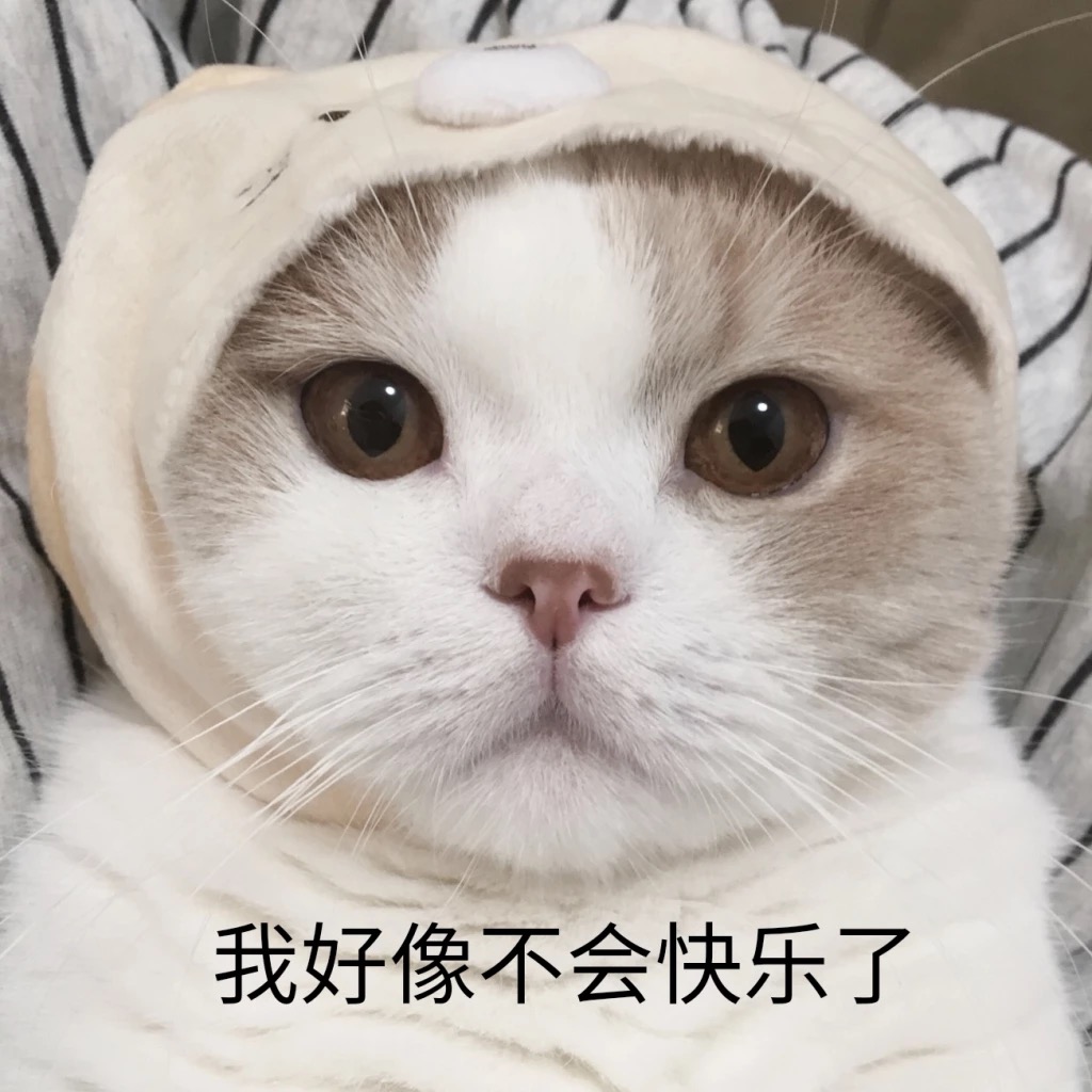 猫咪身体有虫会有什么表现,猫咪身上有黑色的小虫子是什么虫