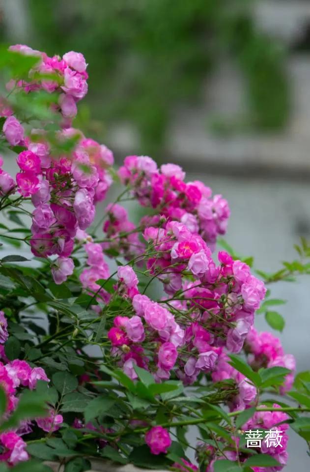 100种花草图片欣赏,50种花草图片大全