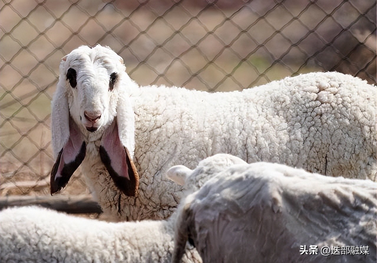 一只2000万！羊中劳斯莱斯，做成羊肉串会是什么味道？