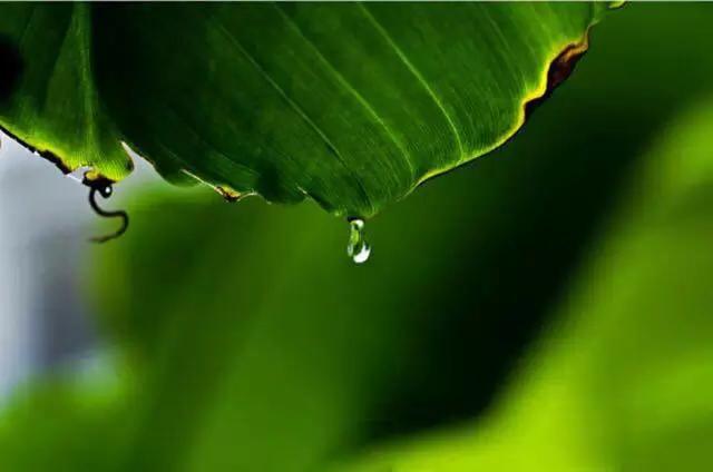 「新梦文学」同题专刊：东边日出西边雨】