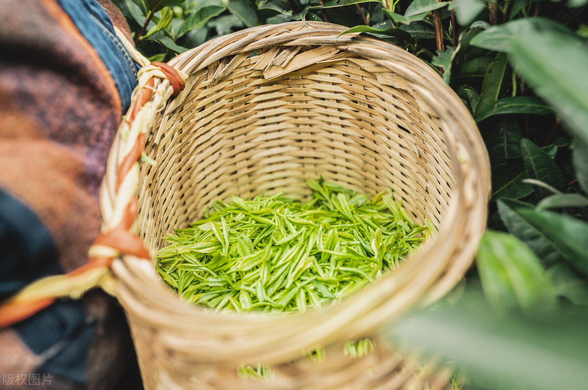 谷雨茶什么样,谷雨茶什么牌子好喝一点