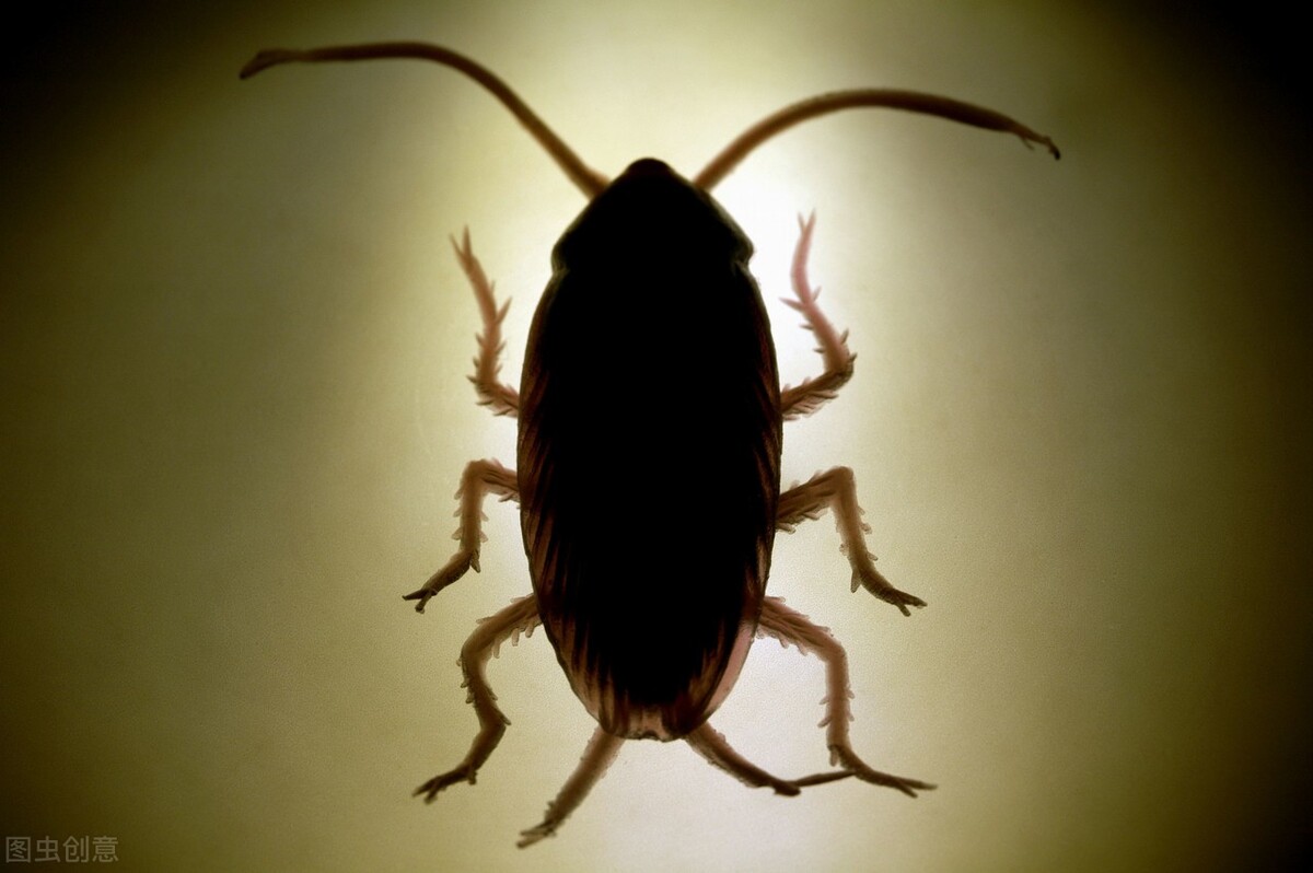 盘点目前地球存在的10种不死生物,地球上十大杀不死的生物