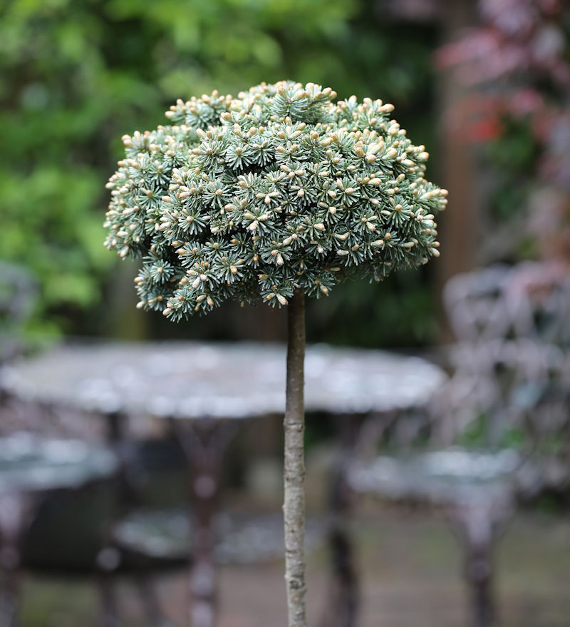 朝鲜冷杉,冷杉园艺