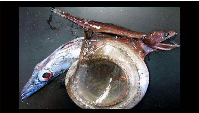 深海生物冥河水母,海底有多恐怖冥河水母