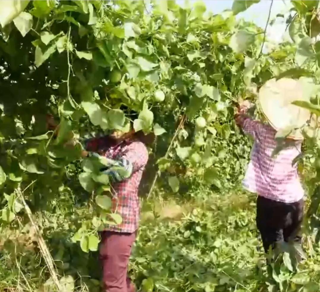 湖南小伙承包五千亩四年赚上千万,90后小伙承包15亩果园