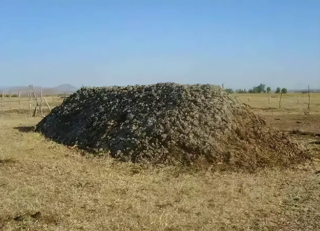 日本人山东租1500亩地的故事 (2006年日本人在山东租50亩地)