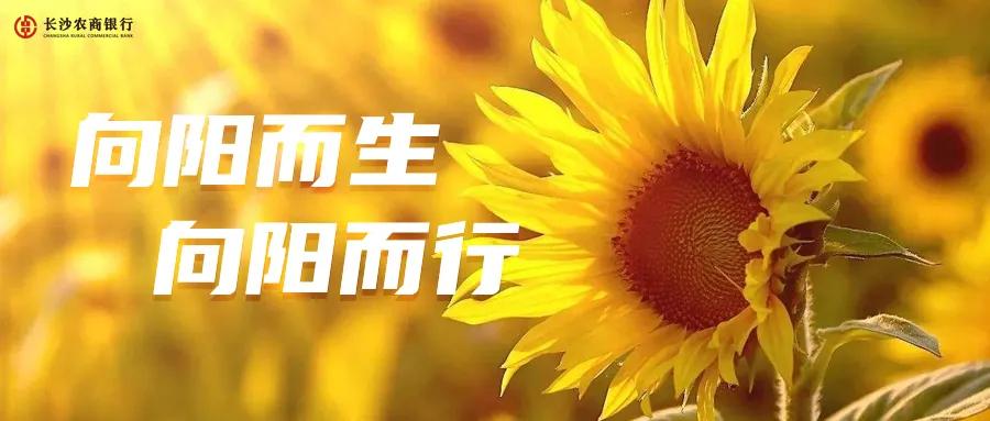 阳光日记作文,阳光日记随笔