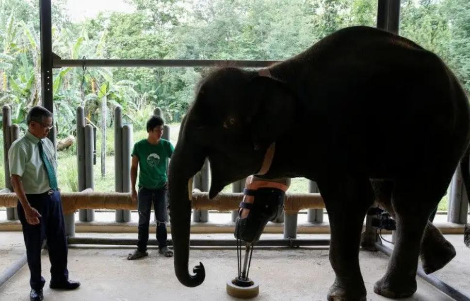 奥运会马术运动员摔死亡,奥运会马术比赛选手丧生