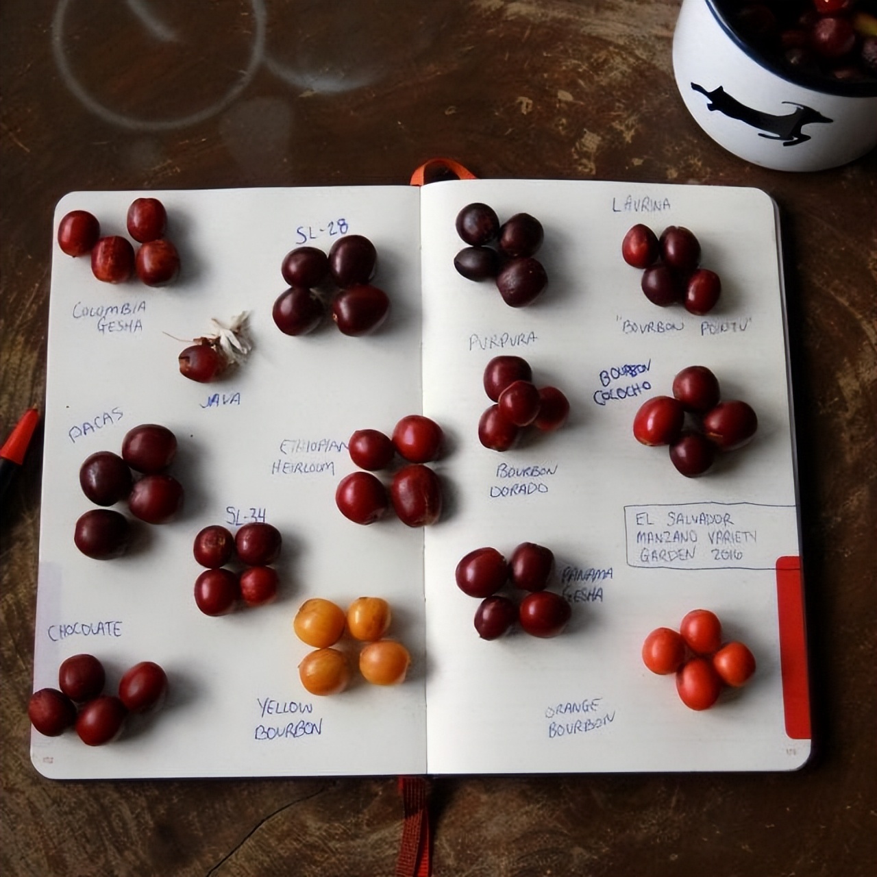 品种｜朝见波旁王朝