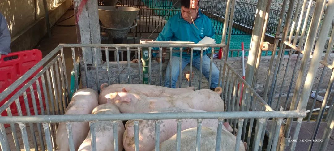 养猪的心路历程,养猪人的心路历程