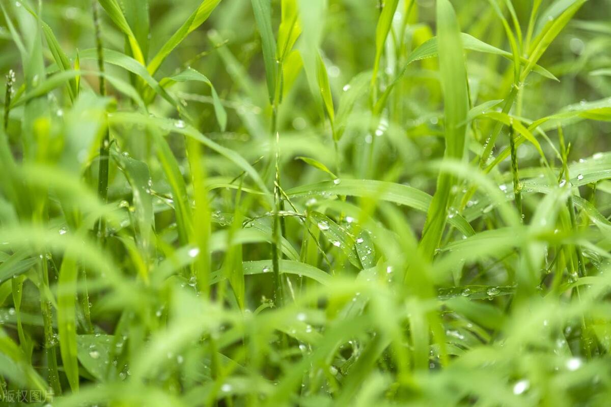 关于小草的诗句古诗名句,小草的诗词名句