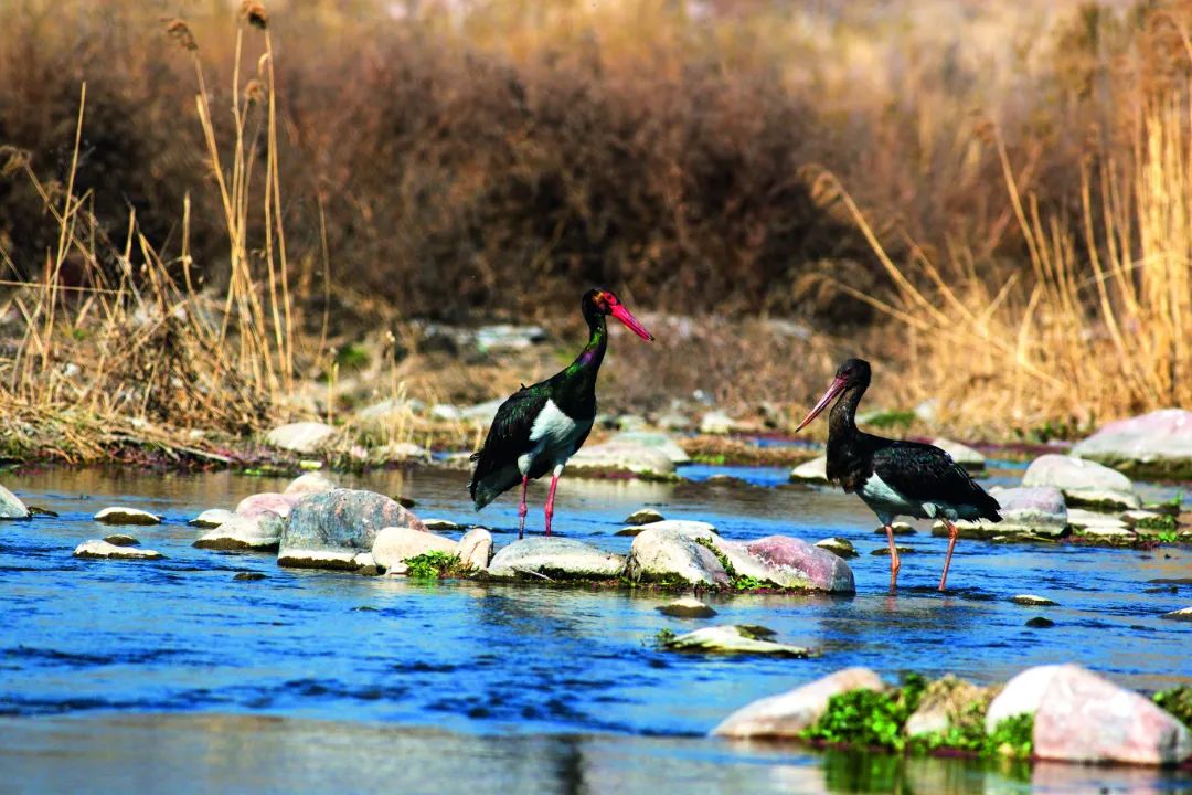 跟着“鸟王爷”去观鸟