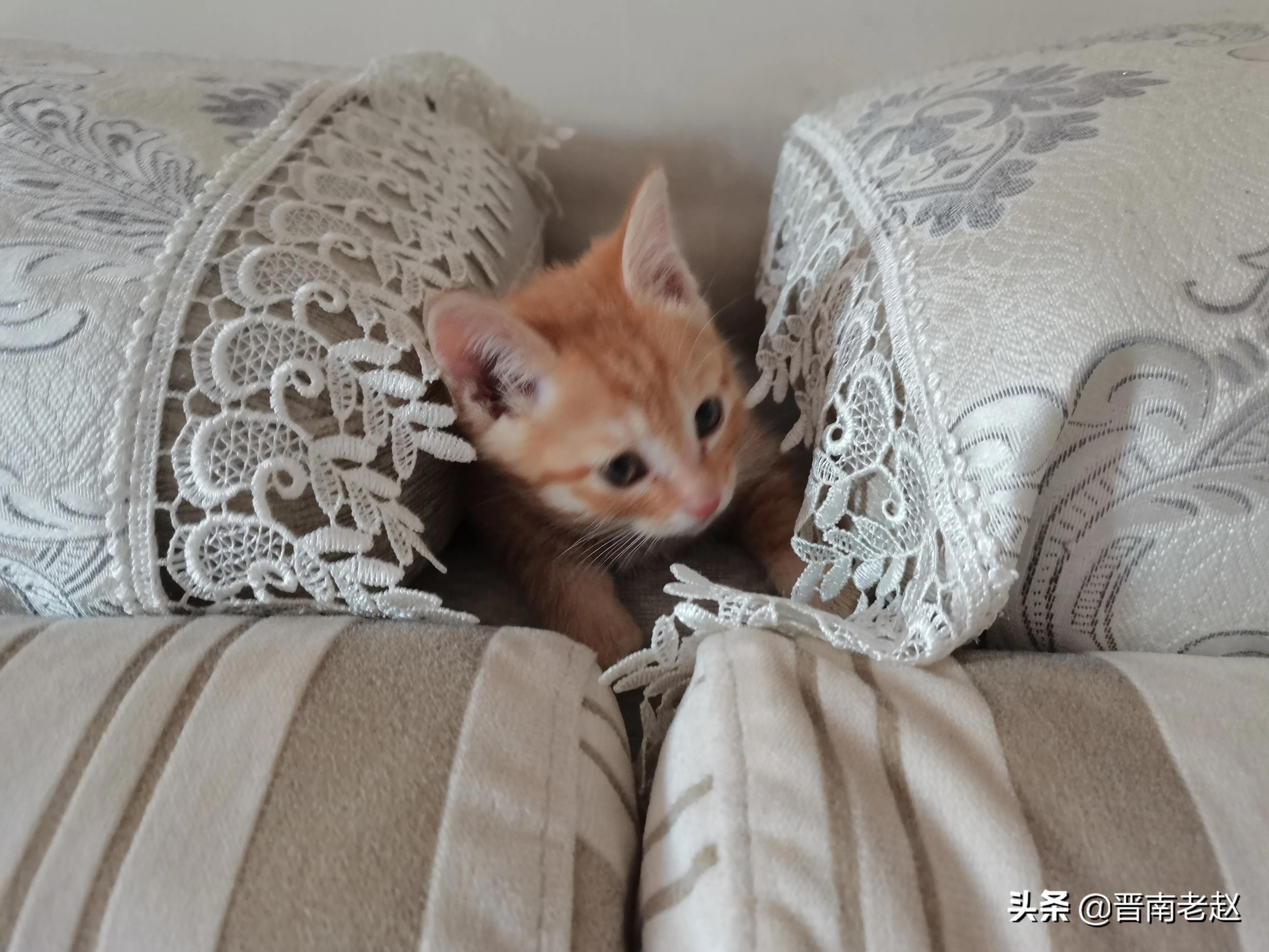 北方小城，愉快的周末，晋南老赵散漫一天，七零后大叔得过且过