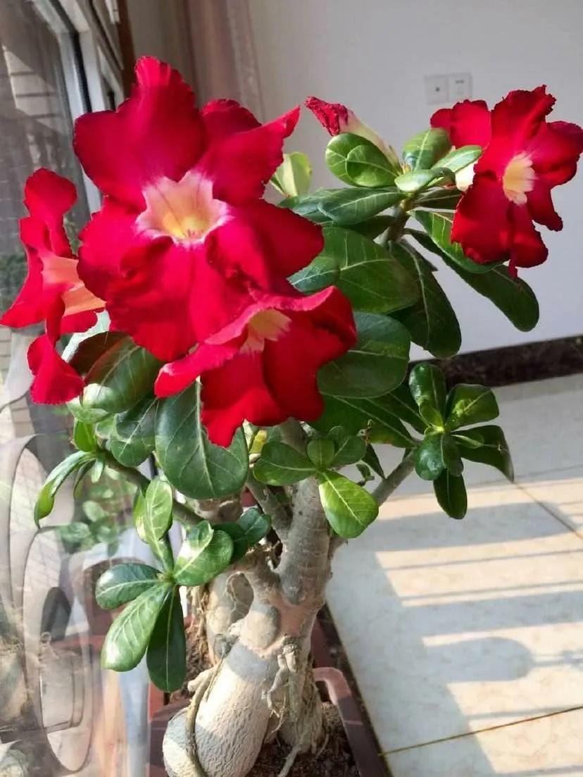 促花神器磷酸二氢钾,促花用花多多好还是磷酸二氢钾好