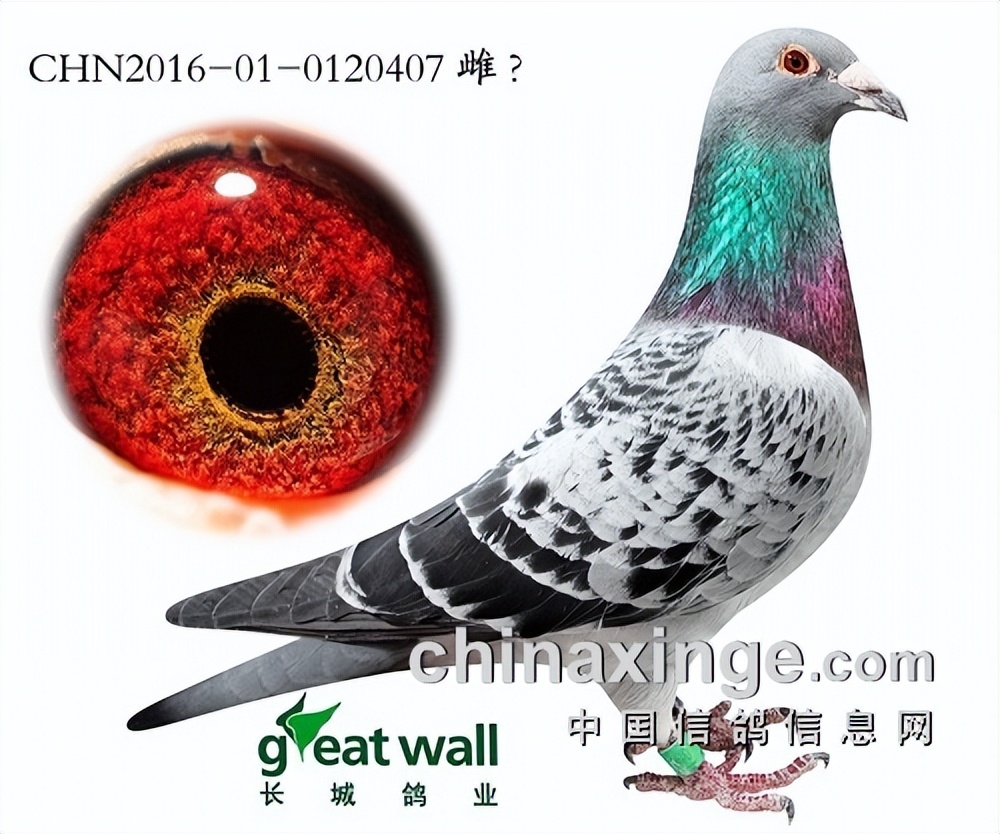 24年开尔冠军血统,小菜鸟申请出战