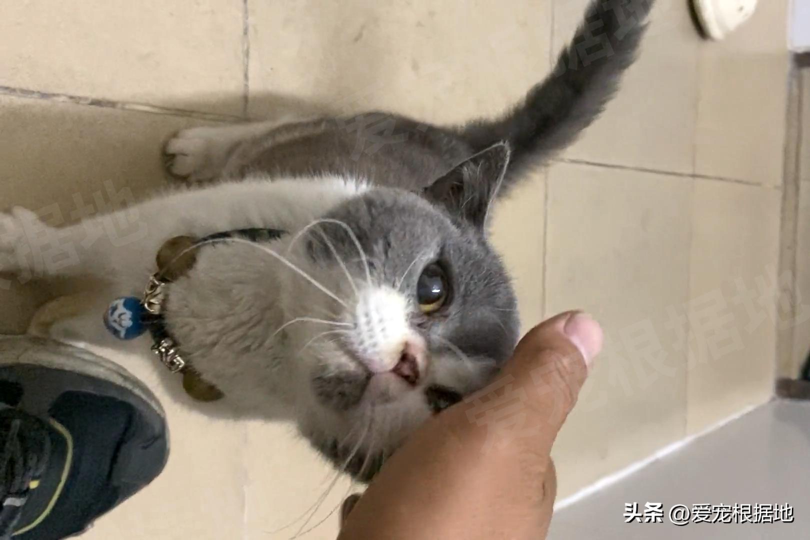 被主人拴着的猫,被邻居拴在楼道的小猫咪